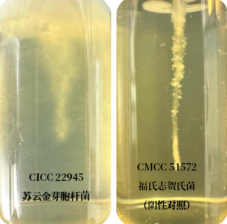 誰(shuí)是芽胞桿菌中的“運(yùn)動(dòng)健將”？